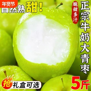 礼盒装 福建牛奶大青枣新鲜现摘贵妃枣漳州水果脆枣子非苹果冬枣