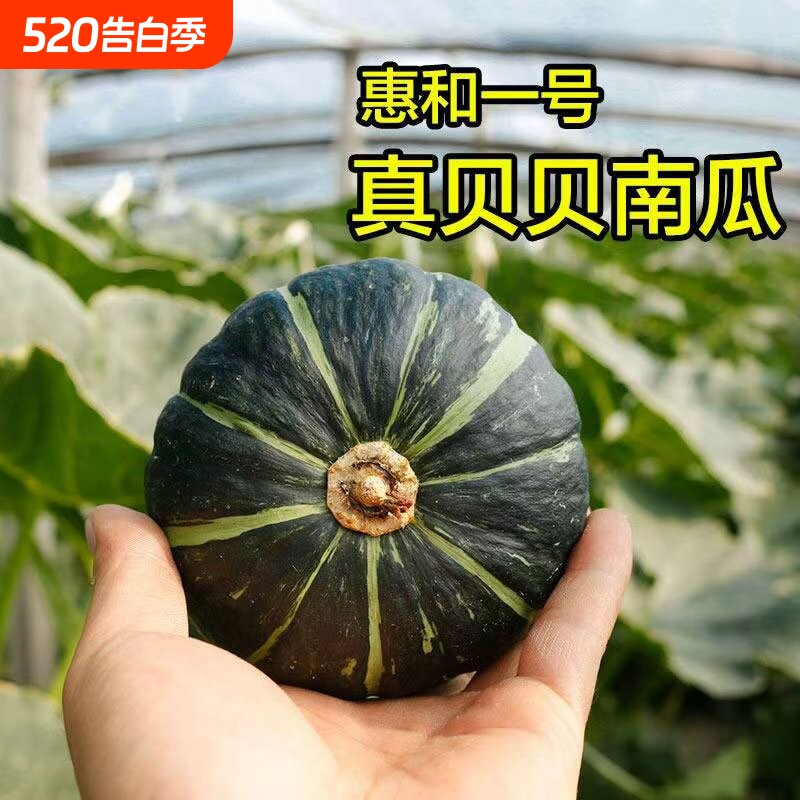 惠和一号正宗真贝贝南瓜小南瓜香甜板栗味5斤宝宝辅食