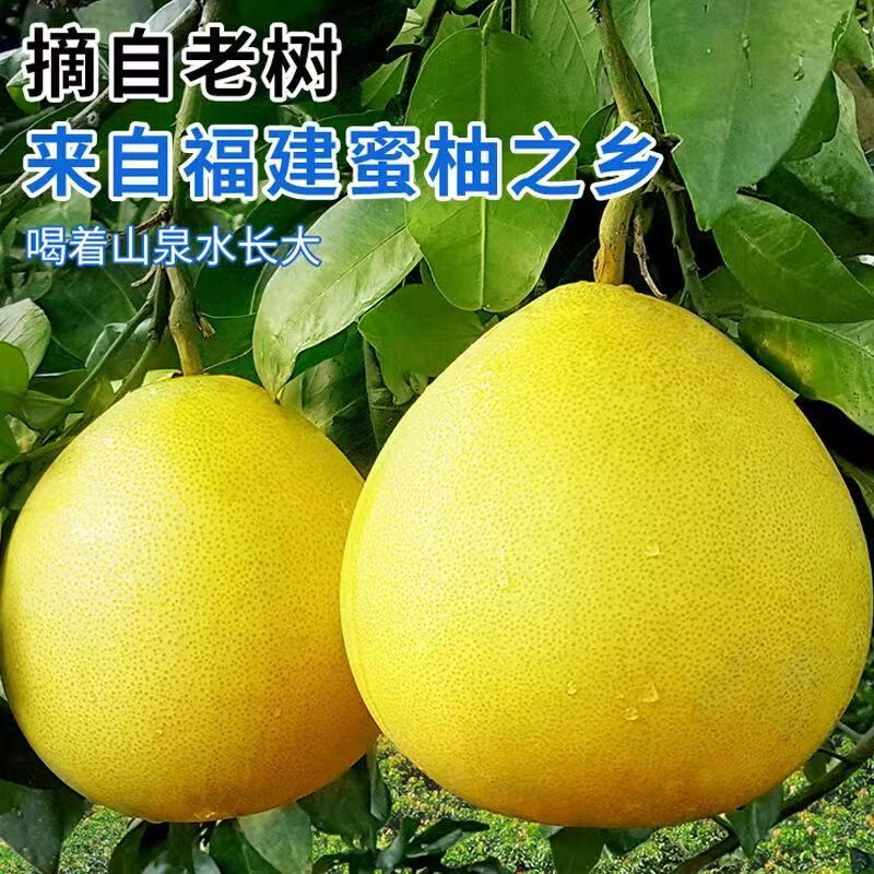 平和红心蜜柚 福建柚子红心柚琯溪蜜柚