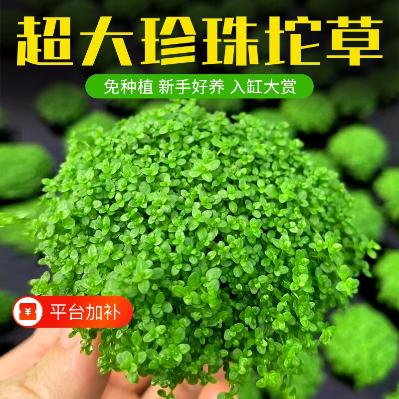 日本高珍珠坨草珍珠草水草植物鱼缸造景专用淡水培阴性前景草无菌