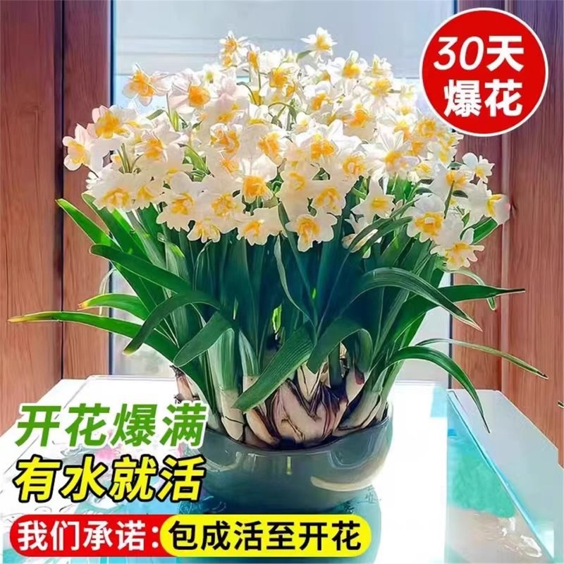 水仙种球冬季开花好养耐寒水培花卉桌面盆栽水仙花大种球室内种植