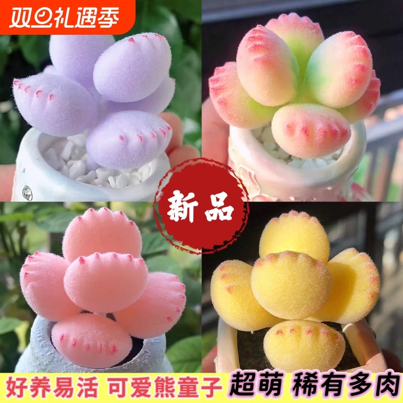 多肉熊爪植物熊童子【锦】彩虹熊掌新款多肉室内阳台桌面盆栽绿植