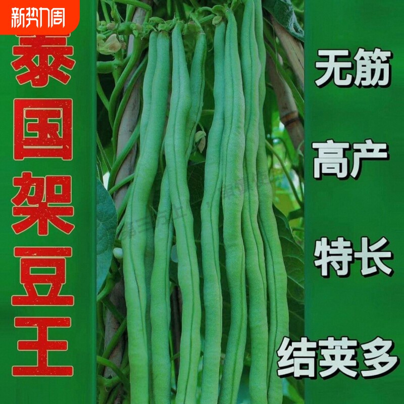 青条长豆角蔬菜种子压塌架长豇豆种籽四季高产易种庭院春秋播种