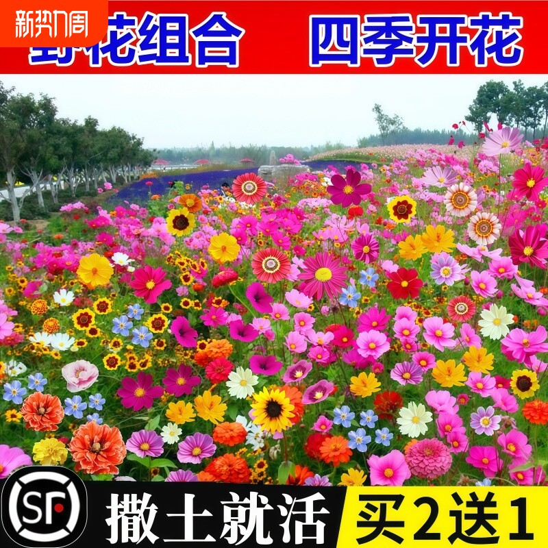 野花组合花种子花种籽子大全四季播种开花室外格桑花种太阳花种孑