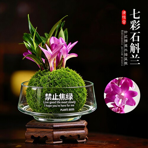 水培苔藓球盆栽七彩香水石斛兰花苗室内桌面懒人四季好养花卉绿植