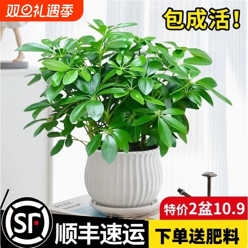 精选四季常青八方来财鸭脚木室内阳台桌面绿植盆栽花卉发财树招财