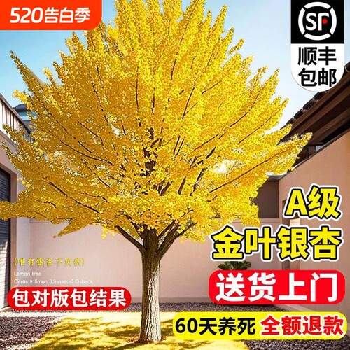 银杏树活苗金叶庭院绿化风景大树苗行道树南北方种植老桩花木小苗