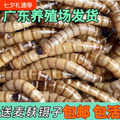 大麦虫活大麦虫一斤特价面包虫金龙鱼八哥乌龟仓鼠鸟食爬宠物饲料