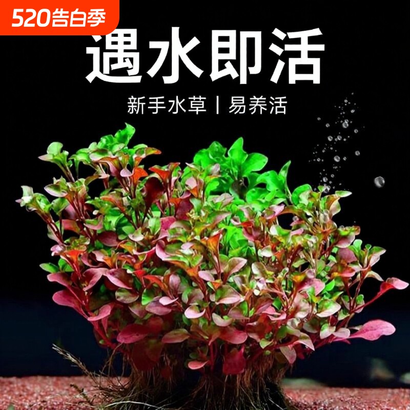 红波水草沉底植物好养鱼缸造景阴性增氧水培植物浮萍定植火焰淡水