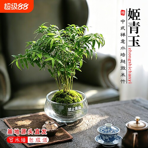 苔藓球植物水培米竹红杆观音竹盆景客厅室内桌面观赏竹子好养盆栽
