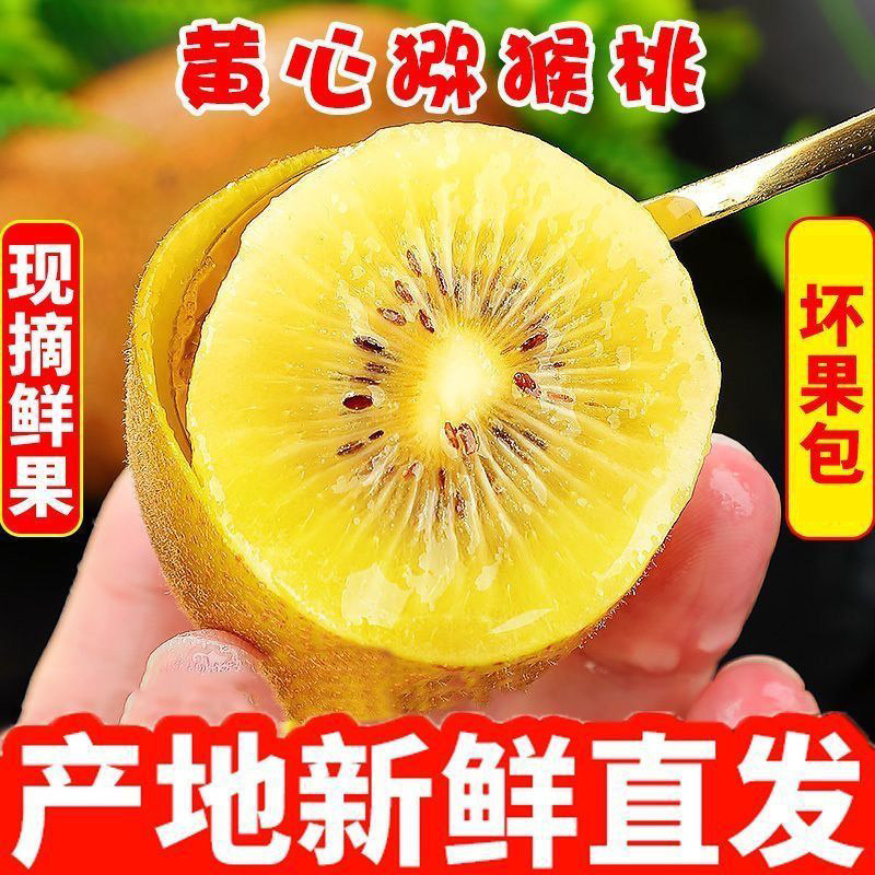 黄心猕猴桃新鲜包邮特大果金果奇异果国产黄金弥猴桃孕妇水果批发
