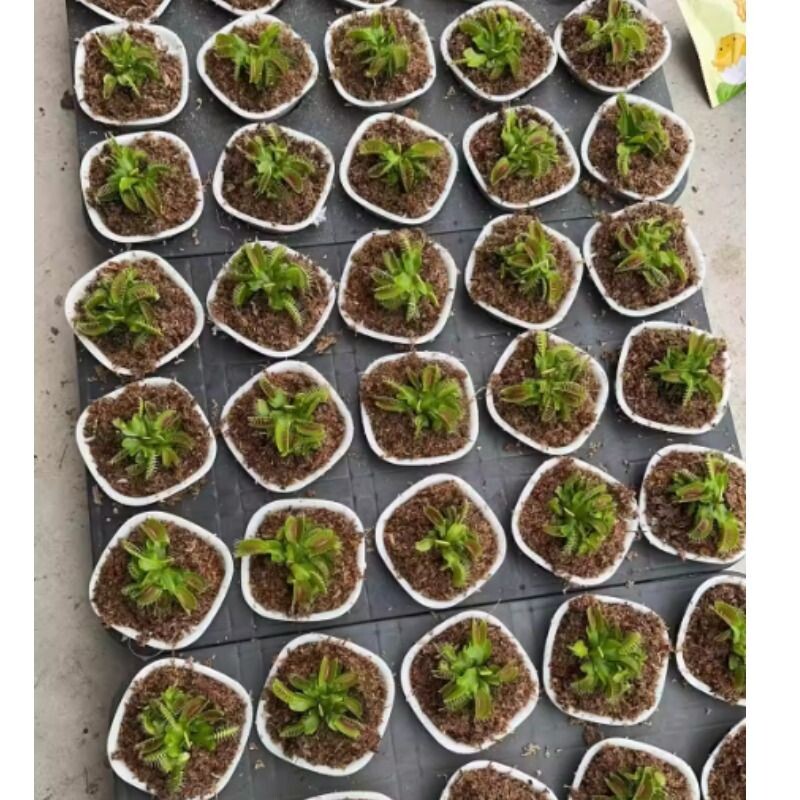 捕蝇草猪笼草食虫草食人花驱蚊草捕蚊草新奇奇趣植物盆栽带盆栽好