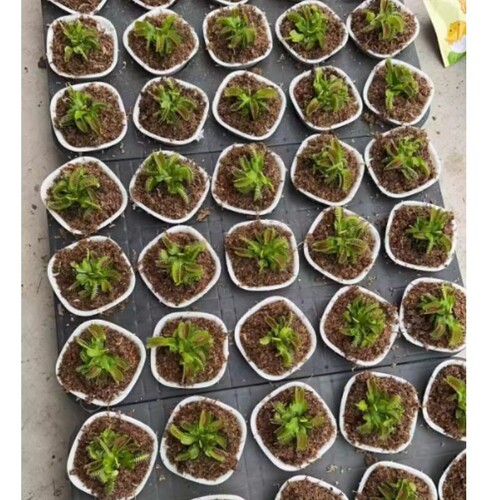 捕蝇草猪笼草食虫草食人花驱蚊草捕蚊草新奇奇趣植物盆栽带盆栽好