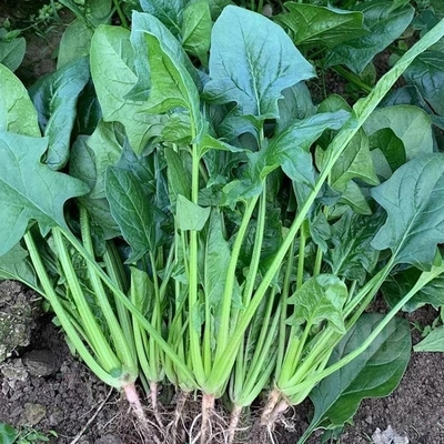 大叶菠菜籽种耐寒红根菠菜种子阳台盆栽农家秋冬青菜蔬菜孔雀小叶