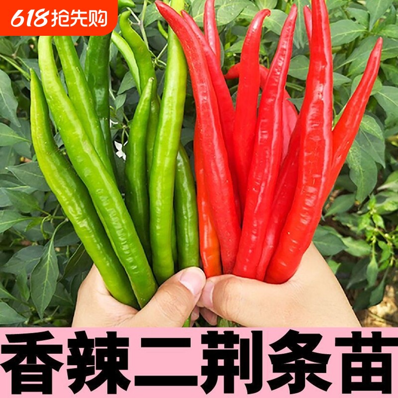 二荆条辣椒苗秧苗四川贵州泡椒红二金条种子二斤条种籽高产线椒苗