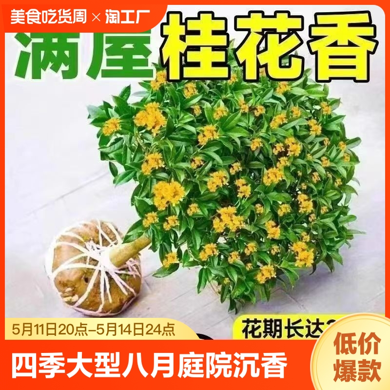 桂花树苗四季桂花原生高杆天香台阁地盆栽金桂花好养直发阳台客厅 鲜花速递/花卉仿真/绿植园艺 时令草本花卉 原图主图