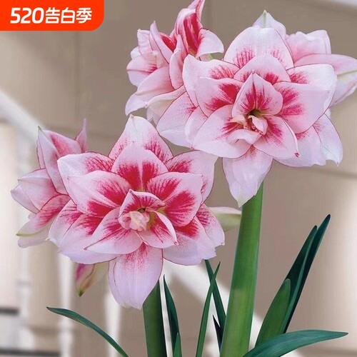 正品特大朱顶红四季开花自然开花客厅办公新年装饰品春节重瓣阳台