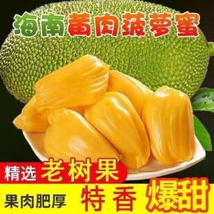 海南黄肉菠萝蜜新鲜水果干包满肉当季特产包邮一整个大果红