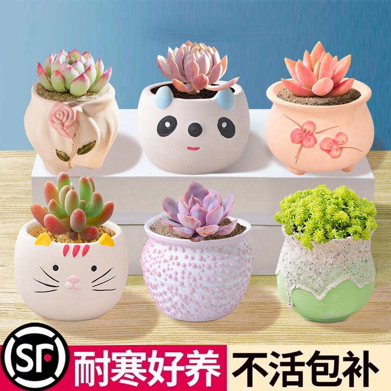 多肉植物组合盆栽肉肉玉露桃蛋陶瓷花盆土新手办公室创意花卉绿植