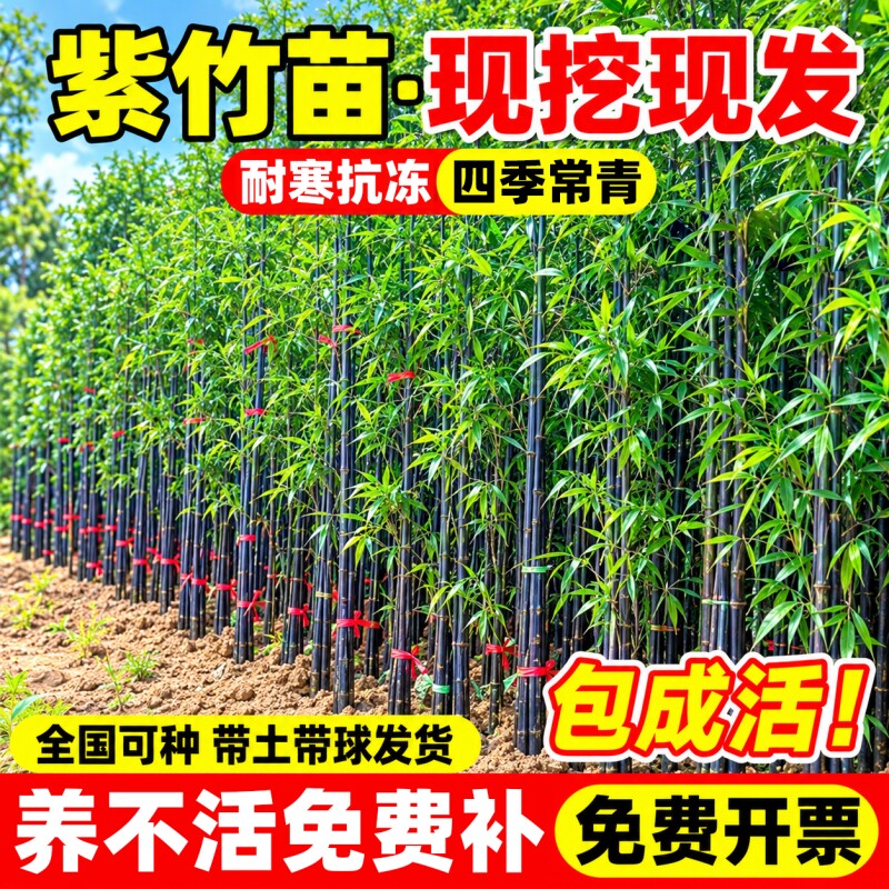 紫竹苗金镶玉竹紫气东来竹子苗庭院耐寒四季常青盆栽观赏名贵绿植