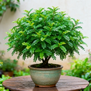 清香胡椒木盆栽装 饰绿植叶驱蚊植物好养室内客厅清香木老桩盆景