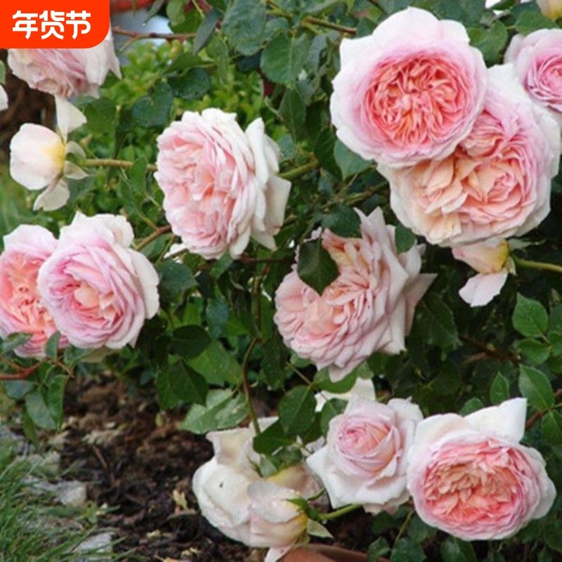 爬藤月季老桩四季开花蔷薇花苗大花浓香盆栽玫瑰藤本花卉,鲜花速递/花卉仿真/绿植园艺,月季/蔷薇/玫瑰,淘宝优惠券,粉丝福利购,淘宝优惠卷