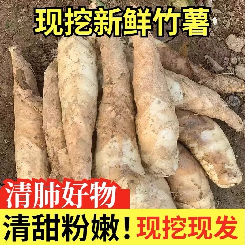 正宗高州竹薯2025新鲜现挖竹芋当季农家带皮冬粉薯凉粉薯火锅食材