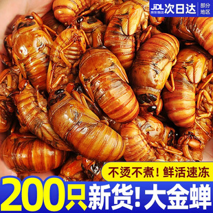 2026山东大知了猴新鲜活体金蝉冷冻结了龟爬叉猴蛹顺丰包邮烧烤