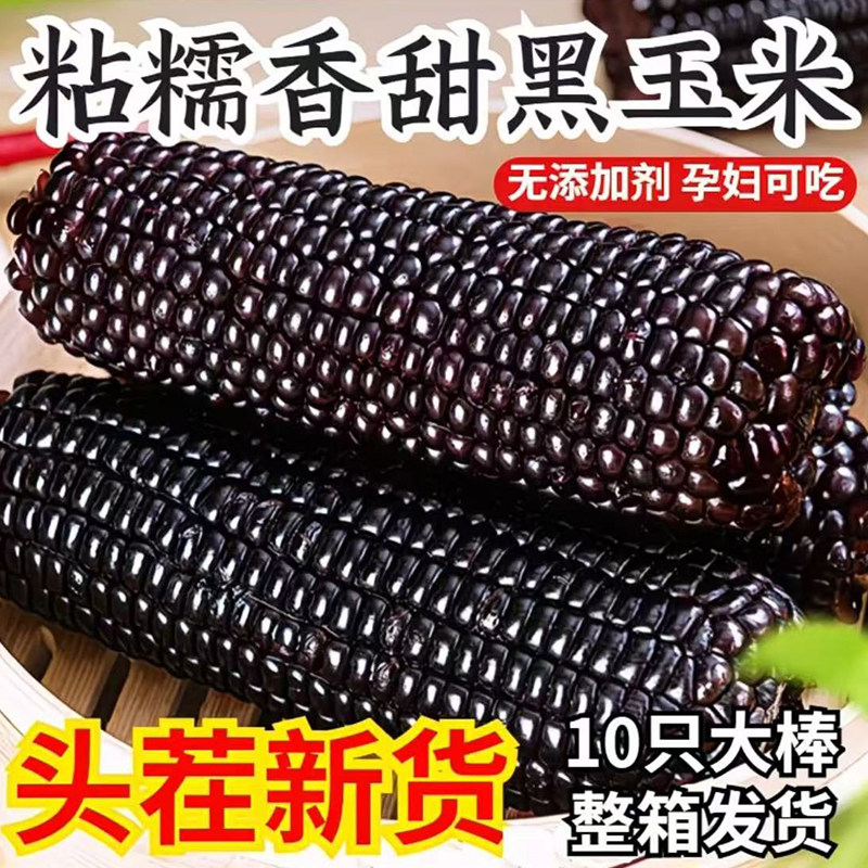 【大棒250g*10根】东北黑糯玉米25年新玉米粘甜新鲜非即食真空装,粮油调味/速食/干货/烘焙,玉米,淘宝优惠券,粉丝福利购,淘宝优惠卷