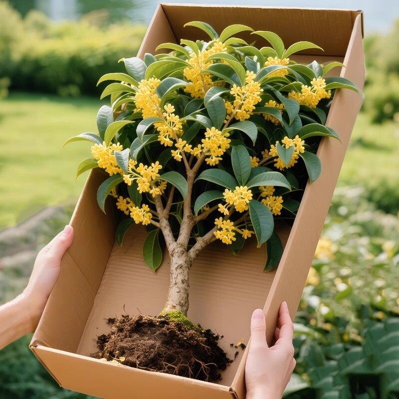 桂花树苗盆栽金桂室内花卉植物四季桂耐寒室外庭院嫁接丹桂开花图片