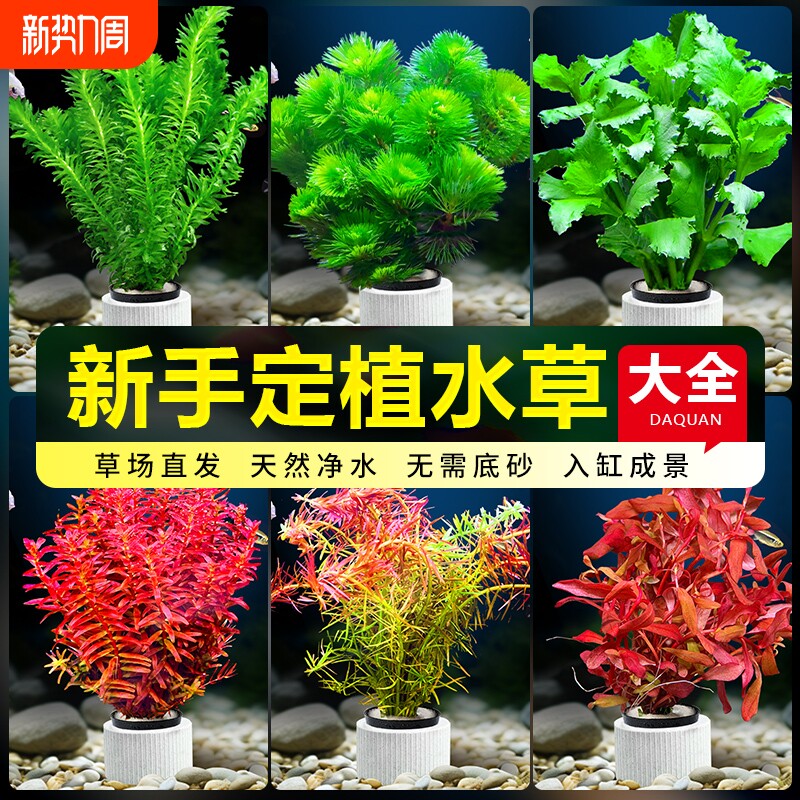 水草植物鱼缸造景活净水真草水榕草缸绿植阴性蜈蚣草绿菊新手定植