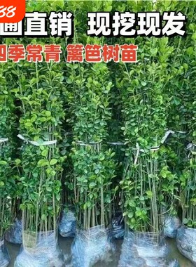 北海道多分叉丛生北海道冬青树苗