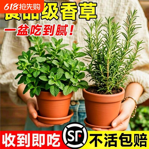 薄荷迷迭香盆栽可食用薄荷叶绿植室内桌面四季好养小苗驱蚊大盆