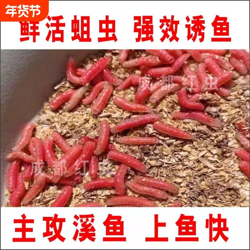 新鲜活红蛆虫主攻溪流钓鱼肉蛆昆虫活饵野钓石斑马口白条鱼食腥味,户外/登山/野营/旅行用品,活饵/谷麦饵等饵料,淘宝优惠券,粉丝福利购,淘宝优惠卷