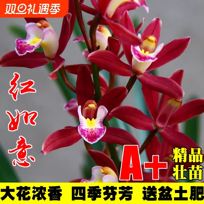 带花苞兰花苗浓香型年宵花红花建兰墨兰蕙兰绿植花卉室内好养盆栽