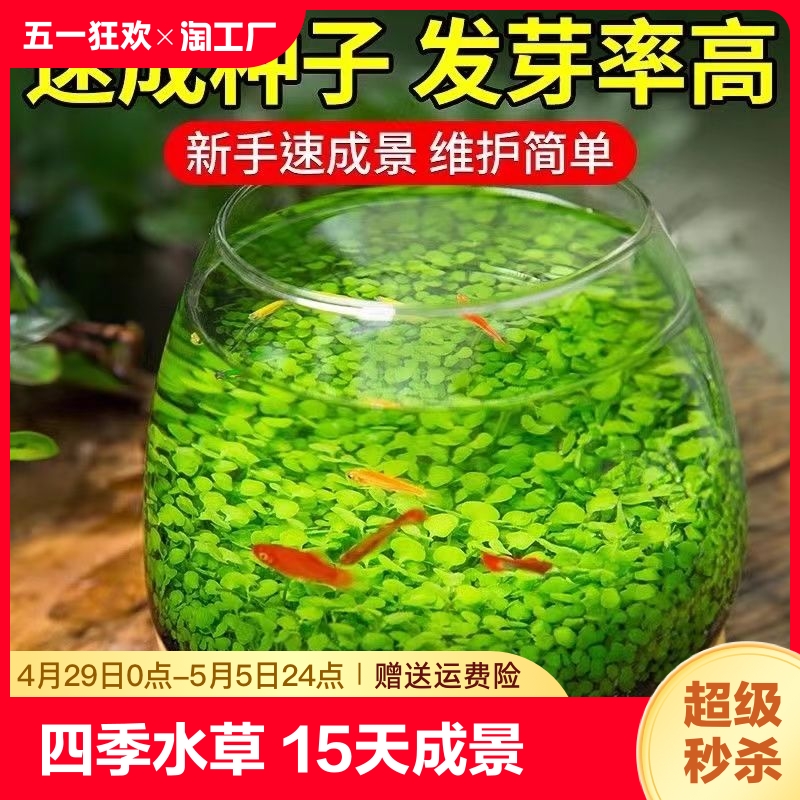 四季水草 15天成景鱼缸水草种子水培真草