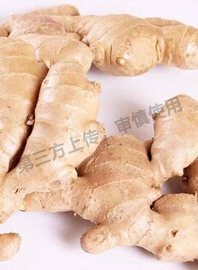 山东新鲜正宗水洗风干姜大姜生姜老姜大黄姜月子姜批发当季农场