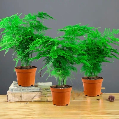 文竹盆栽室内客厅植物花卉办公室绿植桌面净化空气创意小盆景原盆