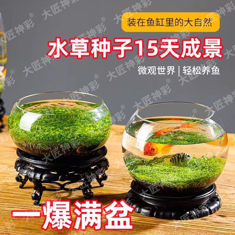 水草种子生态鱼瓶微景观创意鱼缸玻璃瓶水培植种籽水草缸造景套餐