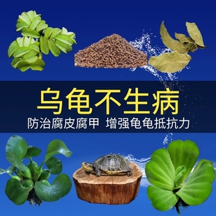乌龟缸养龟专用高山龙眼木造景装 饰水草乌龟晒背台套餐防腐皮腐甲