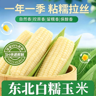 甜糯白糯玉米新鲜东北玉米真空装粘苞米包谷代餐加热即食整箱香甜