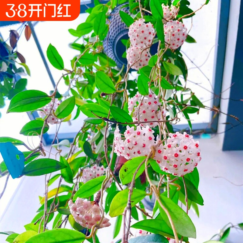 球兰花盆栽大苗垂吊铃兰带花花卉室内爬藤绿植物吊兰多肉客厅开花