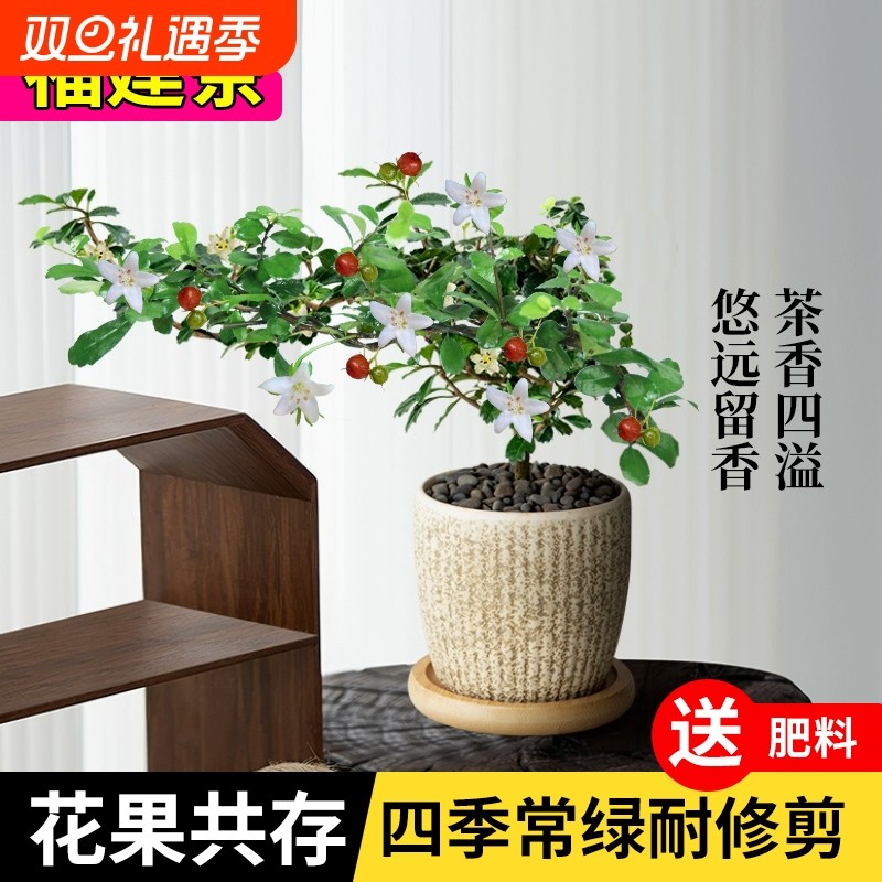 福建茶盆栽绿植老桩盆景悬崖造型室内桌面办公室迷你四季好养花卉