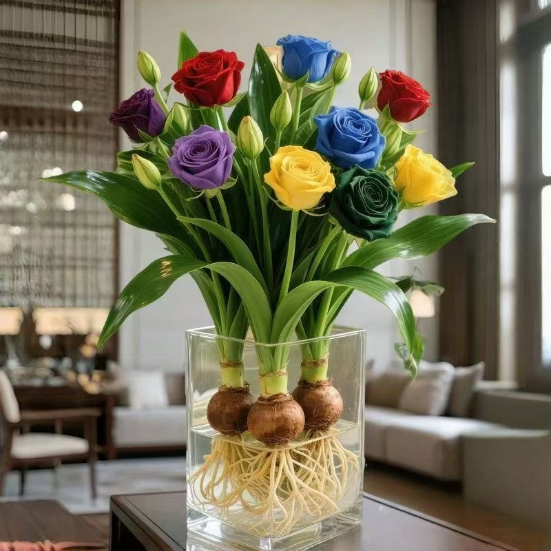 庭院阳台香水玫瑰花重瓣土培水培植物水养盆栽地载绿植花卉种球花