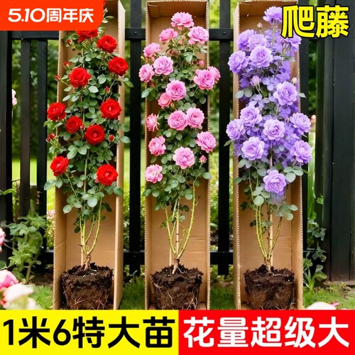 蔷薇花苗爬藤月季花卉植物盆栽特大苗室外庭院爬墙月季玫瑰花树苗