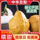 正宗中华丑梨软糯梨子山东烟台新鲜水果当季 太婆啤梨