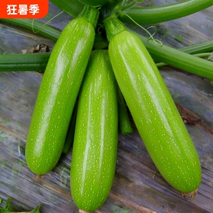西葫芦种子苗盆栽蔬菜种子大全瓜孑瓜苗水果高产耐热春秋耐高温