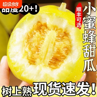 小蜜蜂甜瓜正宗山东香瓜新鲜水果小黄金瓜应季整箱顺丰绿宝脆甜