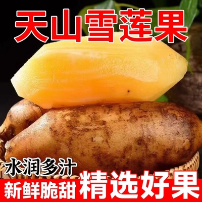 新鲜水果当季现挖现货天山雪莲果高山红泥雪连果现挖现发