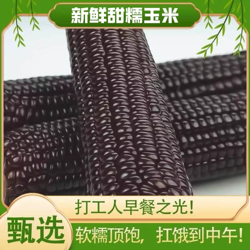 东北黑糯玉米新鲜黏玉米棒非即食甜粘香甜非转基因头茬美味